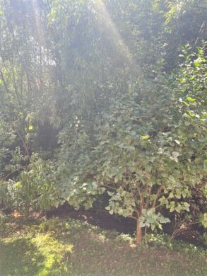 Ruhe und Natur im "20er-Haus" in Grünbach am Schneeberg - bild