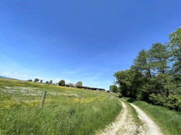 Top gepflegte Reitanlage im idyllischen Südburgenland – Verwirklichen Sie Ihren Traum! - bild