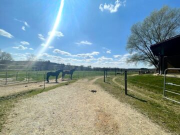 Top gepflegte Reitanlage im idyllischen Südburgenland – Verwirklichen Sie Ihren Traum! - bild